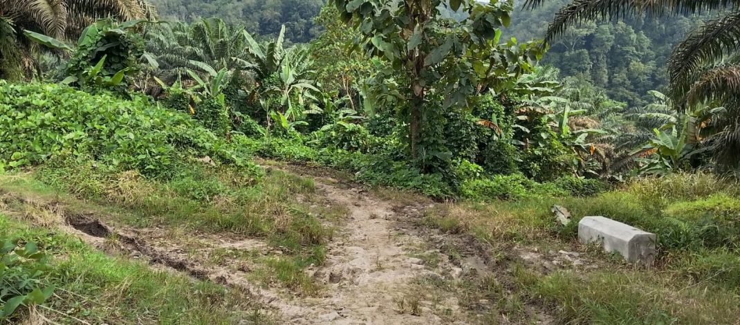 DIJAJAH DI TANAH SENDIRI: OKNUM PTPN VIII SUB AFDELING BOJONG TERONG PUNGUT UANG SEWA / BAGI HASIL PADAHAL HGU SUDAH MATI 2003