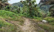 DIJAJAH DI TANAH SENDIRI: OKNUM PTPN VIII SUB AFDELING BOJONG TERONG PUNGUT UANG SEWA / BAGI HASIL PADAHAL HGU SUDAH MATI 2003